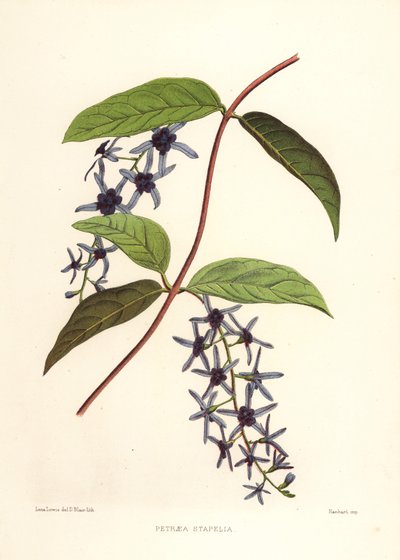 Sandpaper Vine, Petrea Volubilis by Unknown